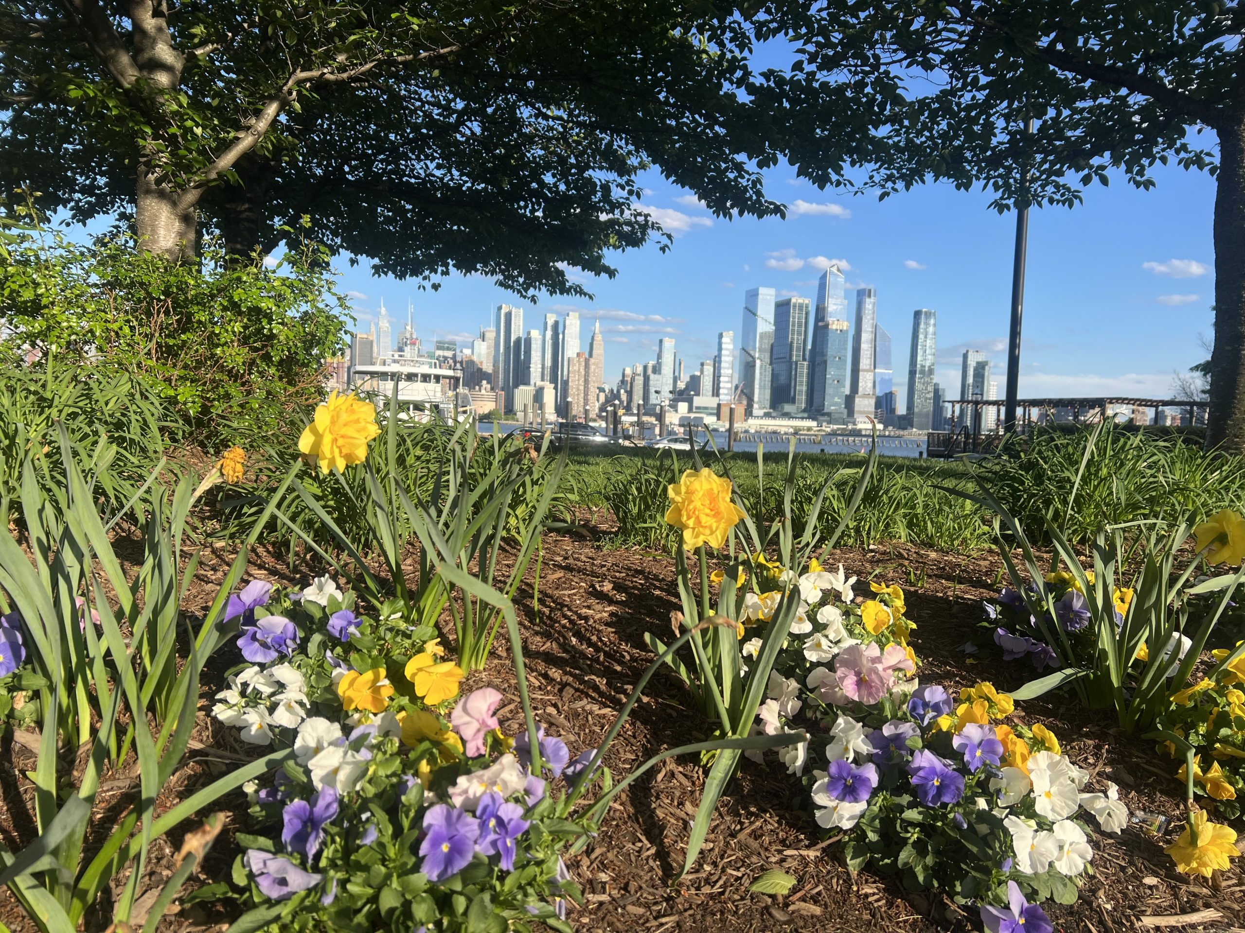 Spring flowers in bloom with skyline in background at Pershing Park