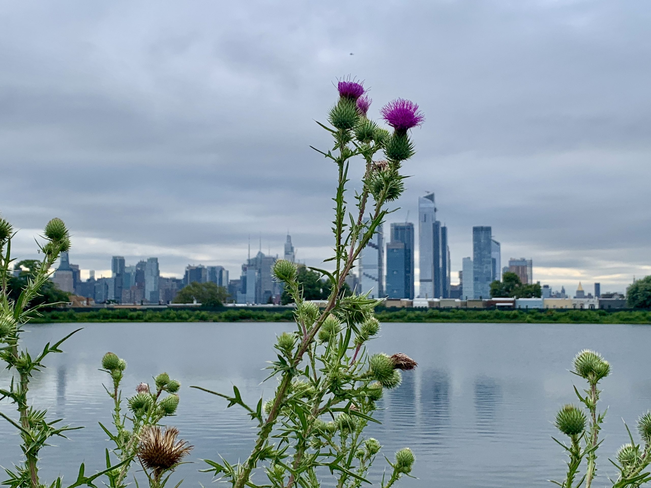 View of thistle plants in front of the reservoir water with the Manhattan skyline backdrop.